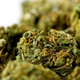 Illustration for article titled Now You Can Buy Weed Named After Blue Ivy Carter